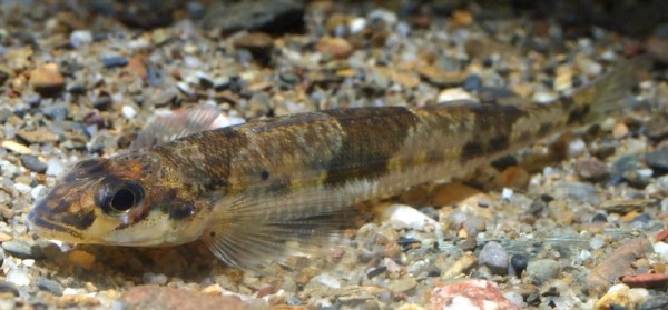 Crystallaria cincotta