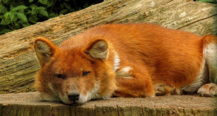 Cuon alpinus