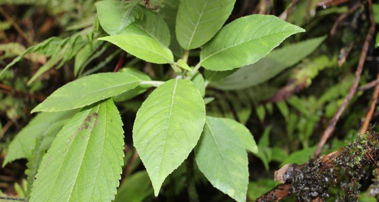 Cyanea acuminata