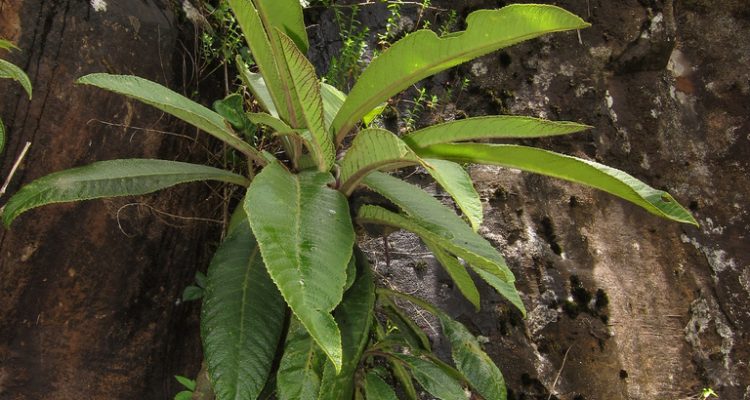 Cyanea calycina