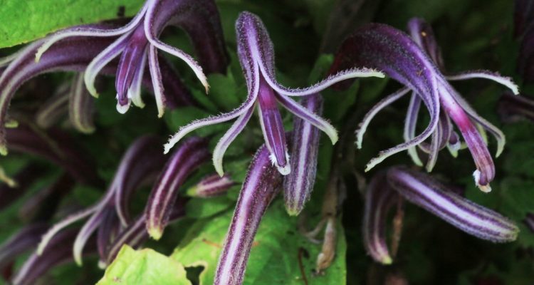 Cyanea crispa