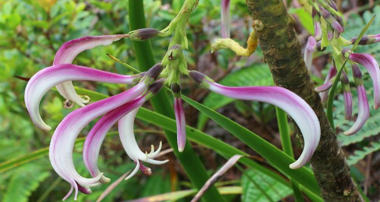 Cyanea humboldtiana