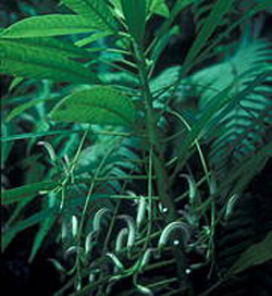 Cyanea kolekoleensis