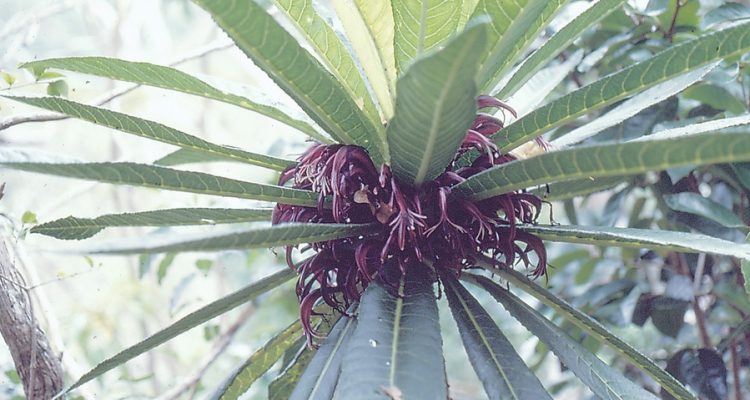 Cyanea longiflora