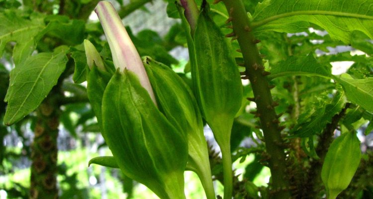 Cyanea magnicalyx