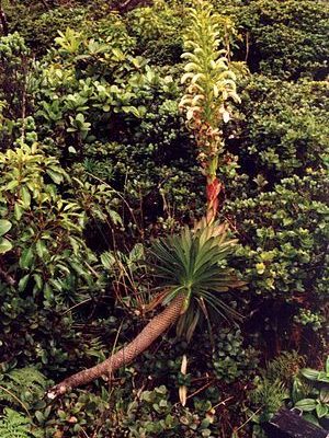 Cyanea mauiensis