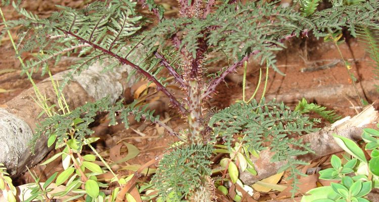 Cyanea munroi