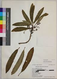 Cyanea obtusa