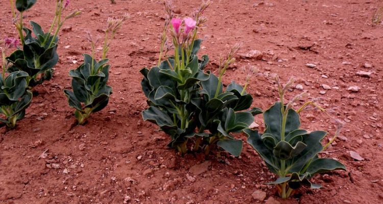 Cycladenia humilis var. jonesii