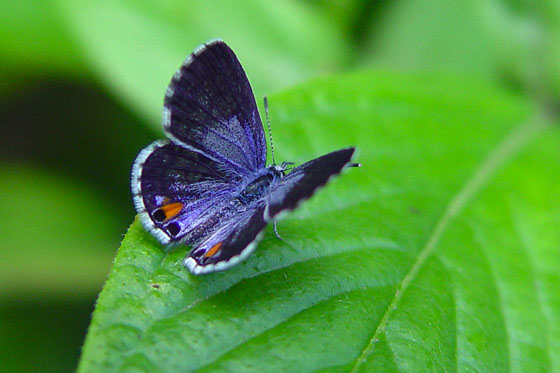 Cyclargus ammon
