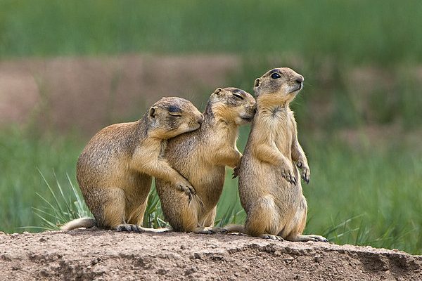 Cynomys parvidens