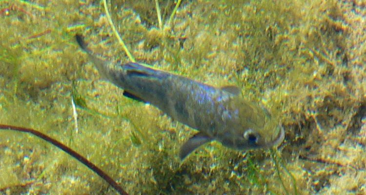 Cyprinodon nevadensis mionectes