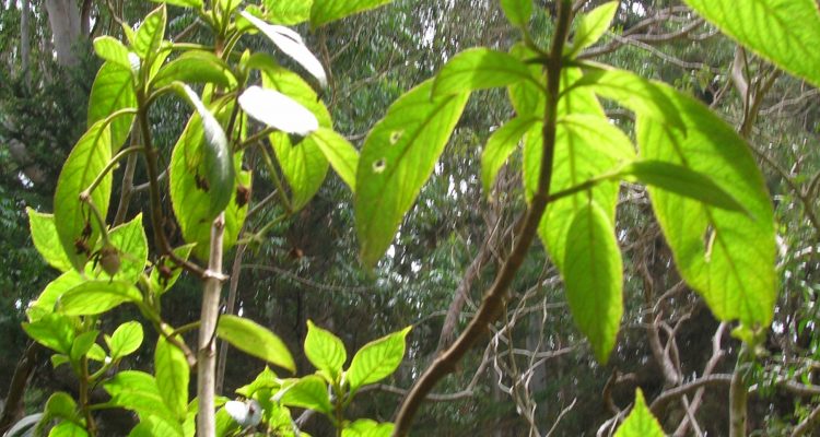 Cyrtandra crenata