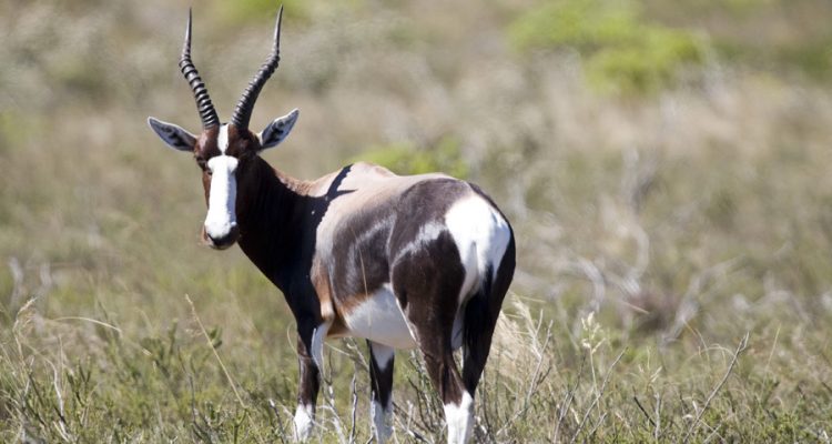 Damaliscus pygarus (=dorcas) dorcas