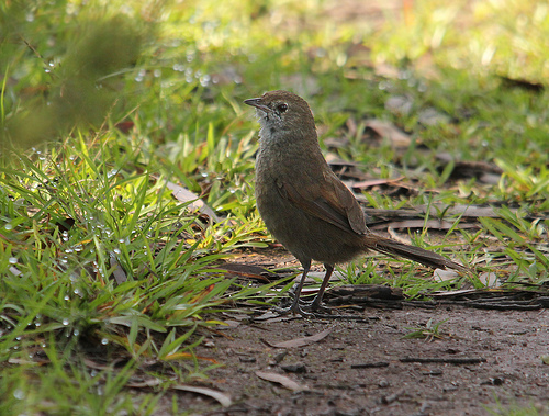 Dasyornis longirostris (=brachypterus I.)