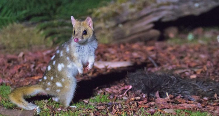 Dasyurus viverrinus