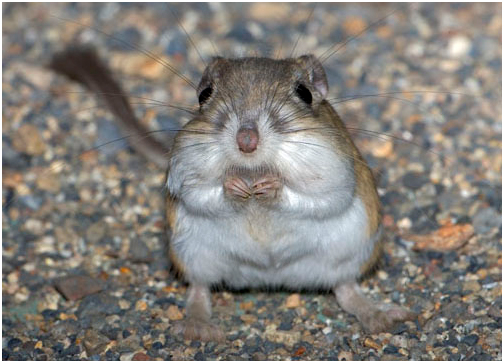 Dipodomys nitratoides exilis