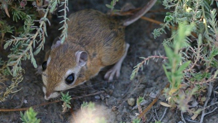 Dipodomys nitratoides nitratoides