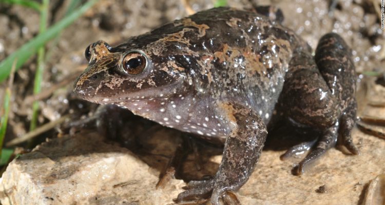 Discoglossus nigriventer