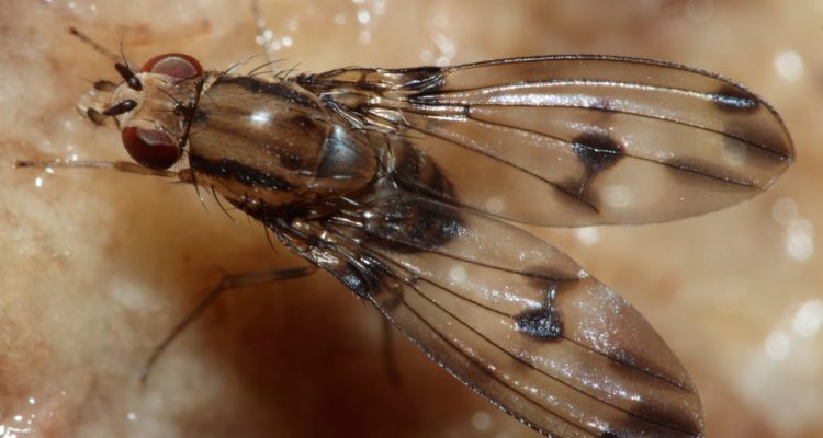 Drosophila digressa