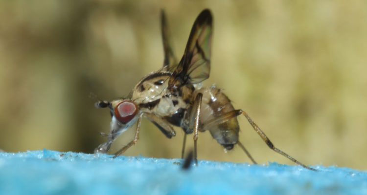 Drosophila hemipeza