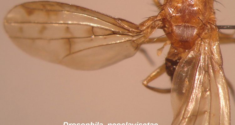 Drosophila neoclavisetae
