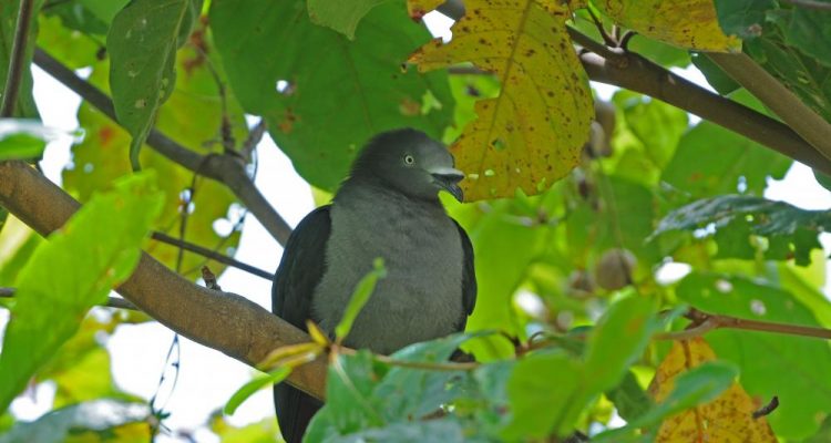 Ducula galeata
