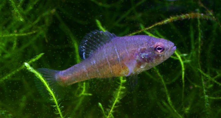 Elassoma alabamae