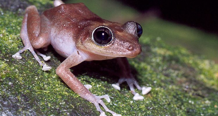 Eleutherodactylus cooki