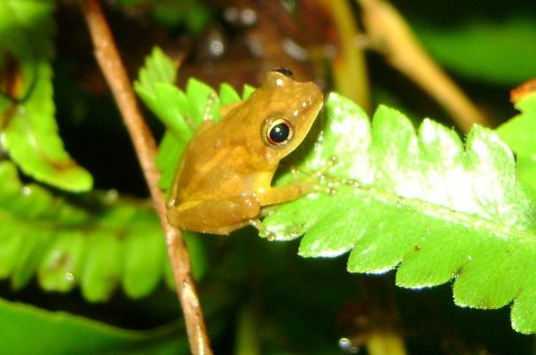 Eleutherodactylus juanariveroi