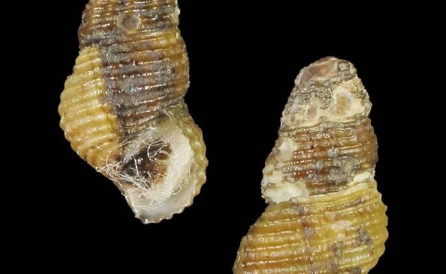 Elimia crenatella