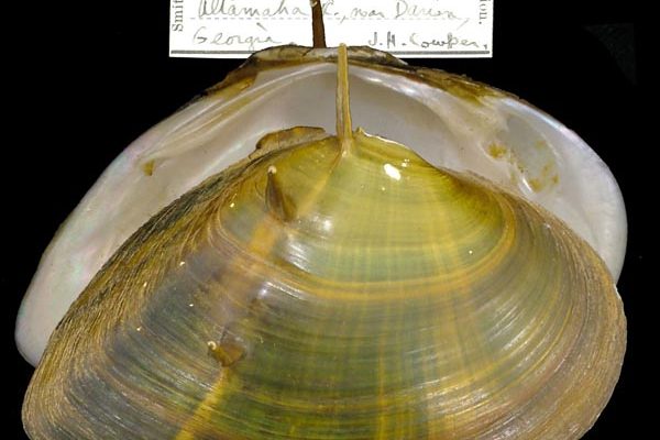 Elliptio spinosa