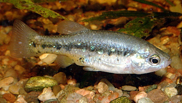Empetrichthys latos