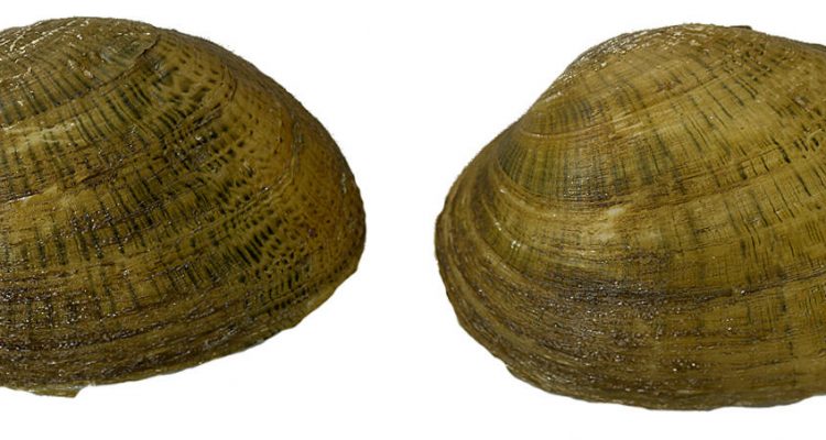 Epioblasma brevidens