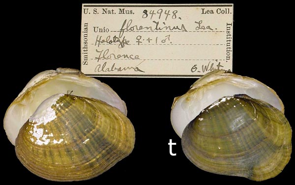 Epioblasma florentina florentina
