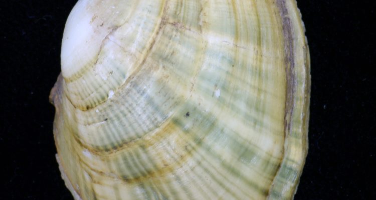 Epioblasma obliquata perobliqua