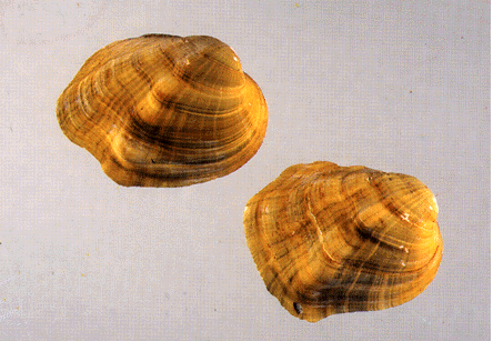 Epioblasma torulosa torulosa