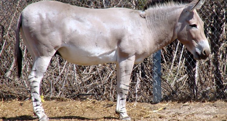 Equus africanus