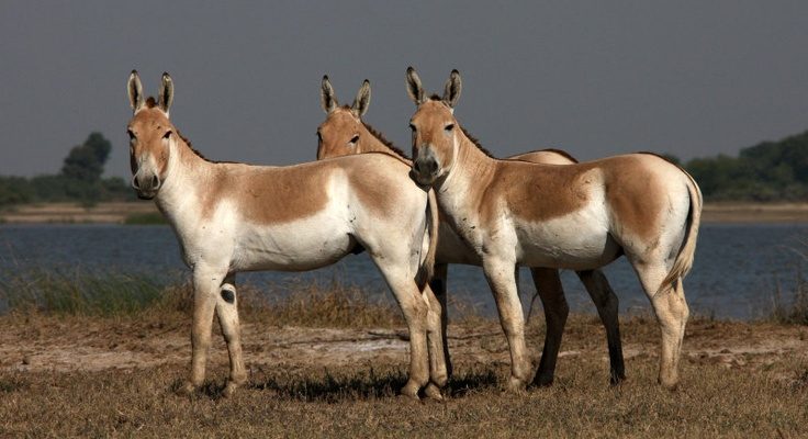 Equus hemionus