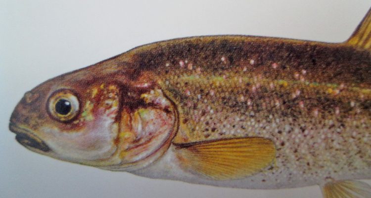 Eremichthys acros