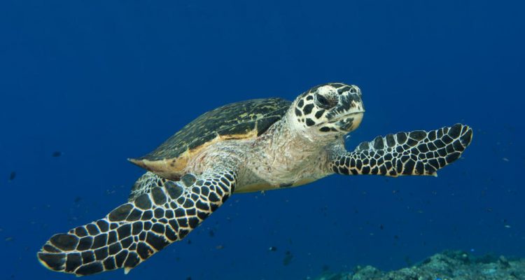 Eretmochelys imbricata