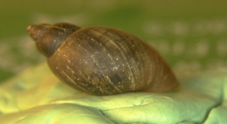 Erinna newcombi
