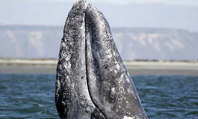 Eschrichtius robustus