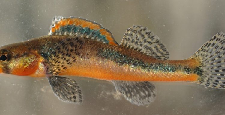 Etheostoma boschungi