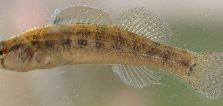 Etheostoma phytophilum