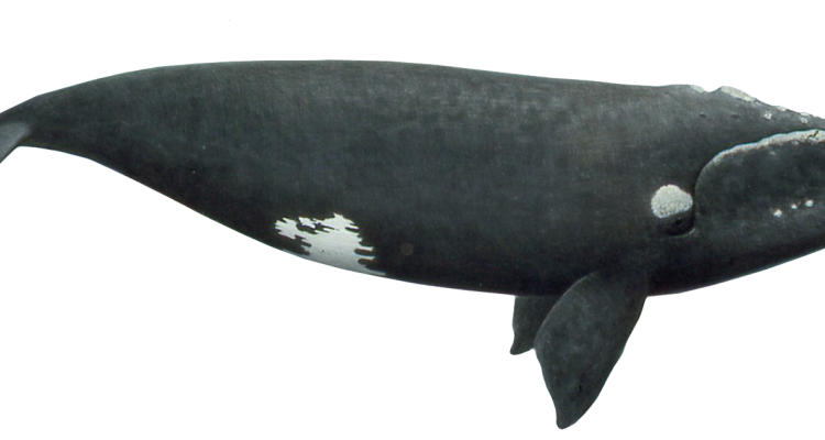 Eubalaena glacialis