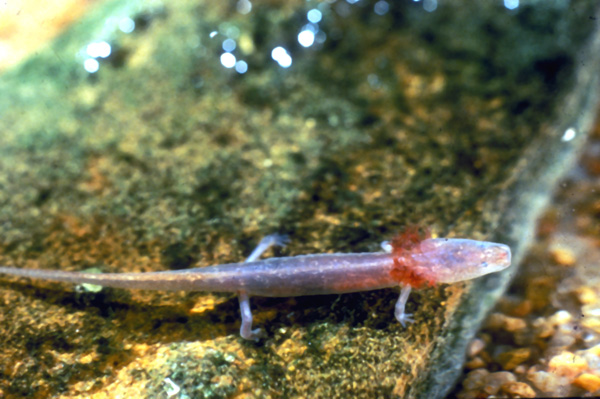 Eurycea sosorum