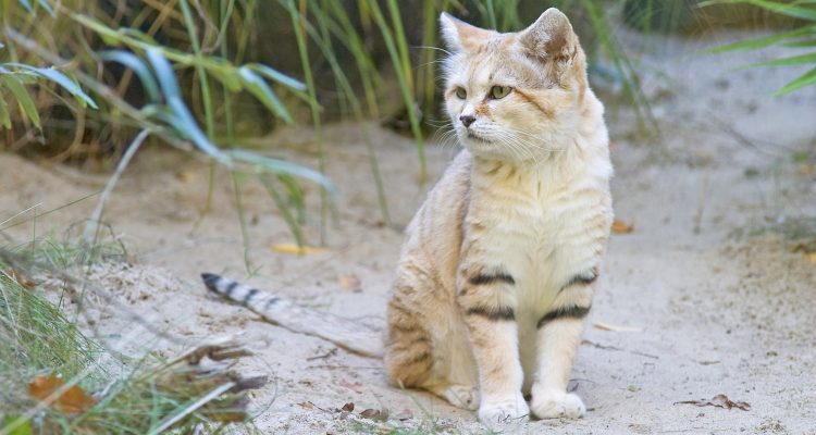 Felis margarita scheffeli