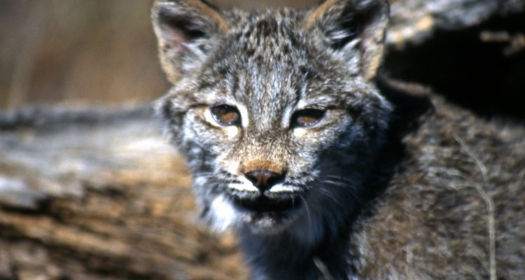 Felis pardina