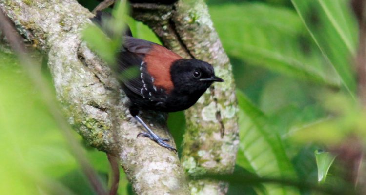 Formicivora erythronotos